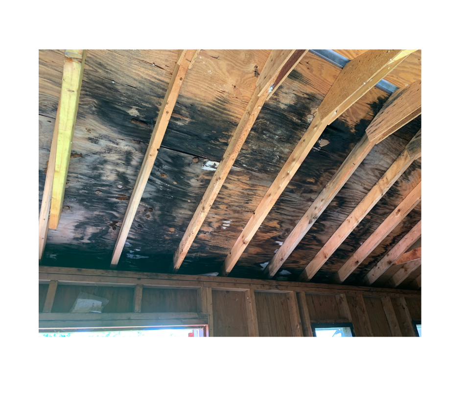 Mold Remediation on Long Island